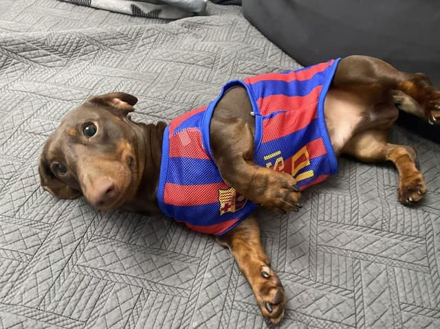 Pet Photo