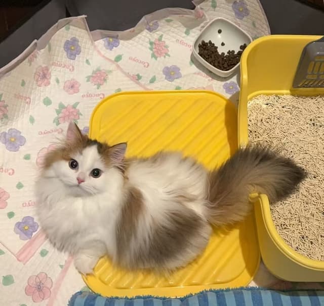 Pet Photo