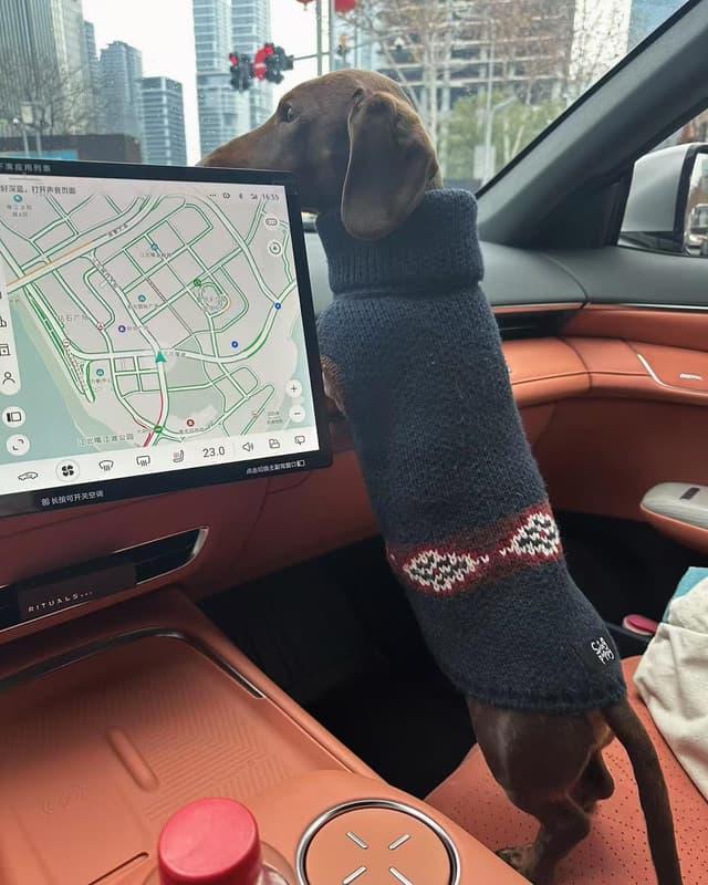 Pet Photo