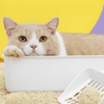 Crunchies Tofu Blend Cat Litter